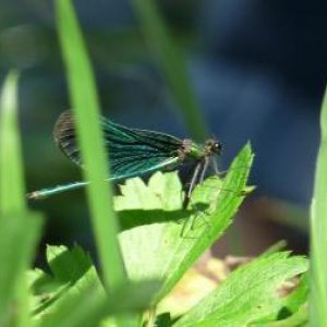 Die Schöpfung Allahs im Odenwald © Haus des Islam HDI-Zeltlager