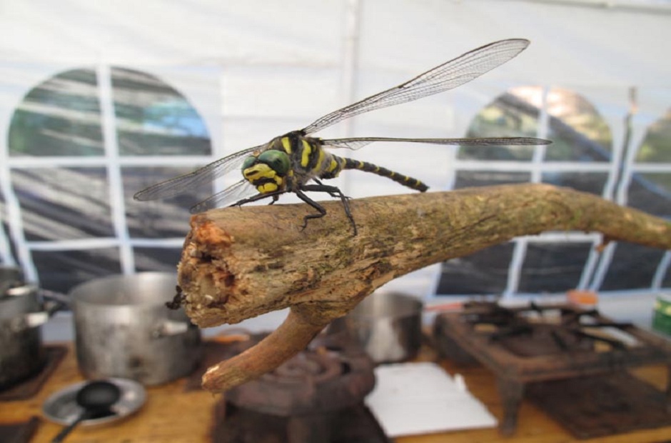 Libelle im Küchenzelt