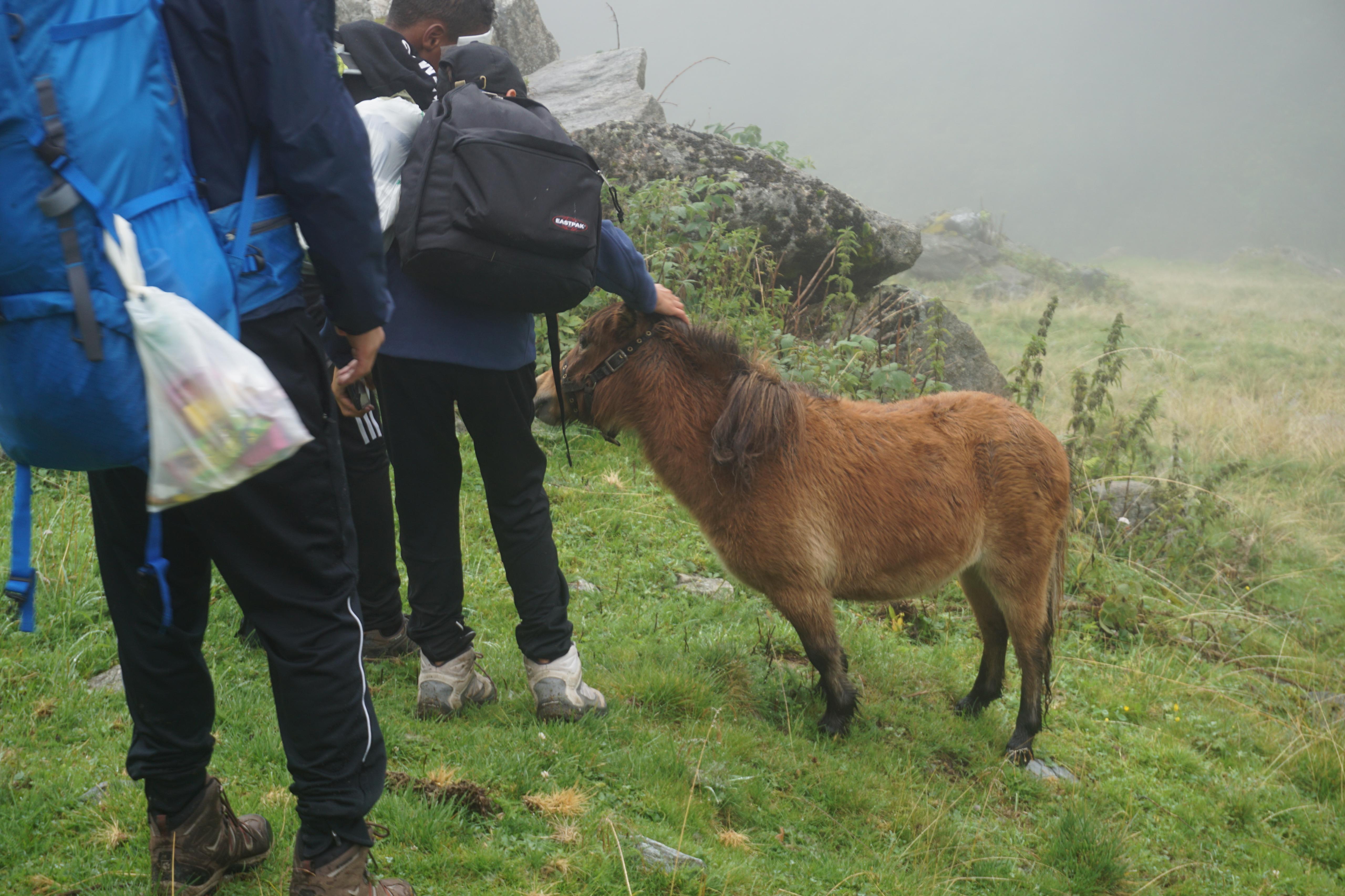 Pferd