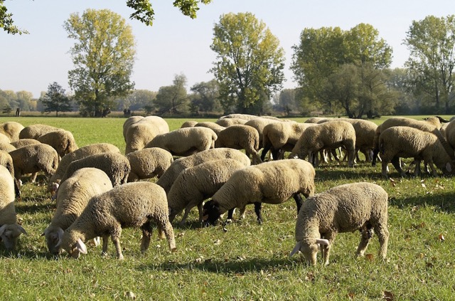 Schächten im Islam